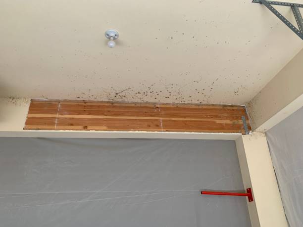  Nephi, UT Mold Removal Pros